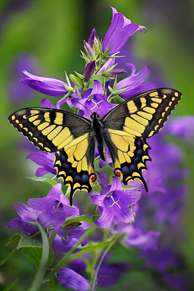 Swallowtail Butterfly Spiritual Meaning
