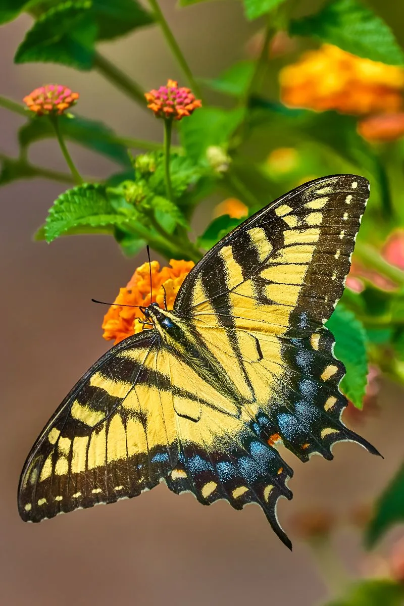 Swallowtail Butterfly 