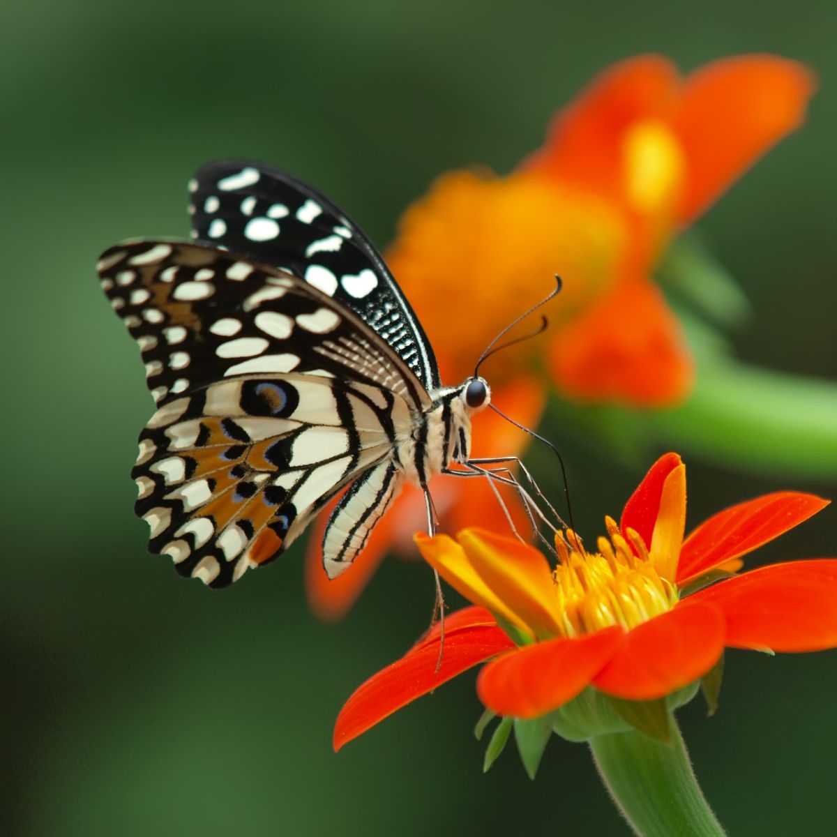 Swallowtail Butterfly 