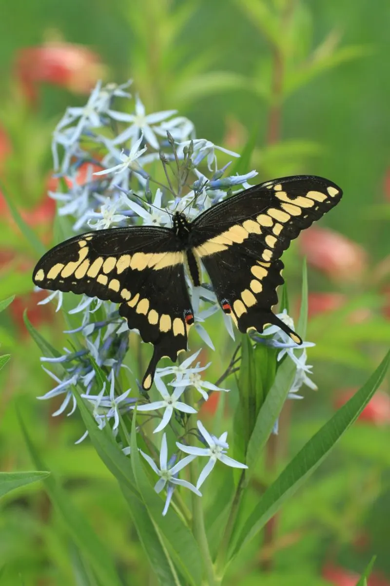 Swallowtail Butterfly Spiritual Meaning