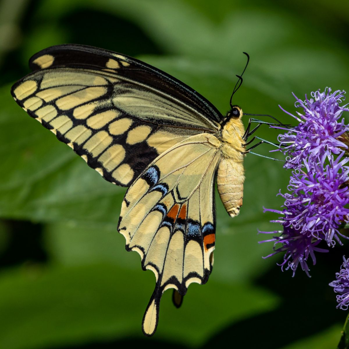 Swallowtail Butterfly Spiritual Meaning