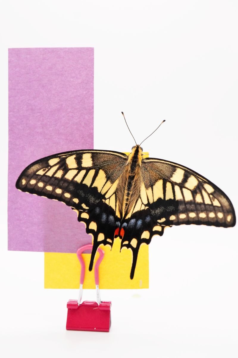 Swallowtail Butterfly Spiritual Meaning