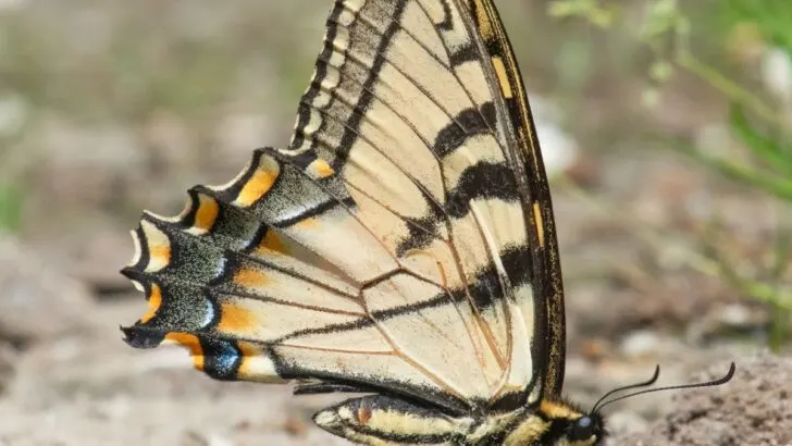 Swallowtail Butterfly