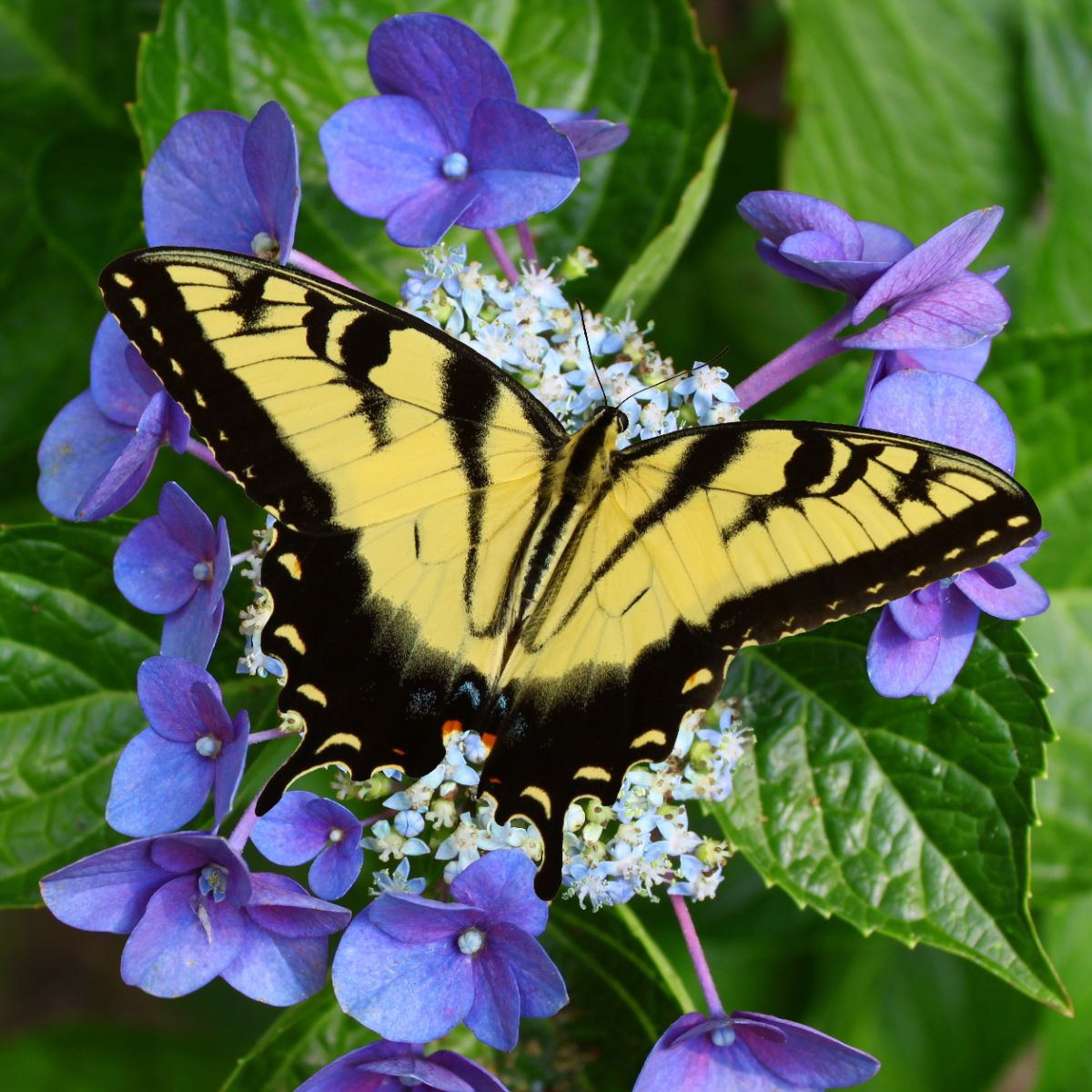 Swallowtail Butterfly Spiritual Meaning