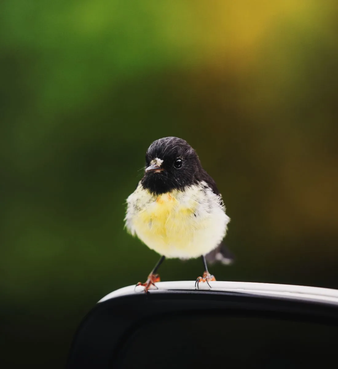 What Does It Mean When A Bird Lands On Your Car Spiritual Meaning