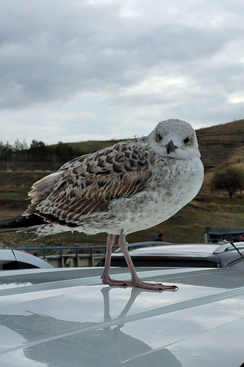 What Does It Mean When A Bird Lands On Your Car Spiritual Meaning