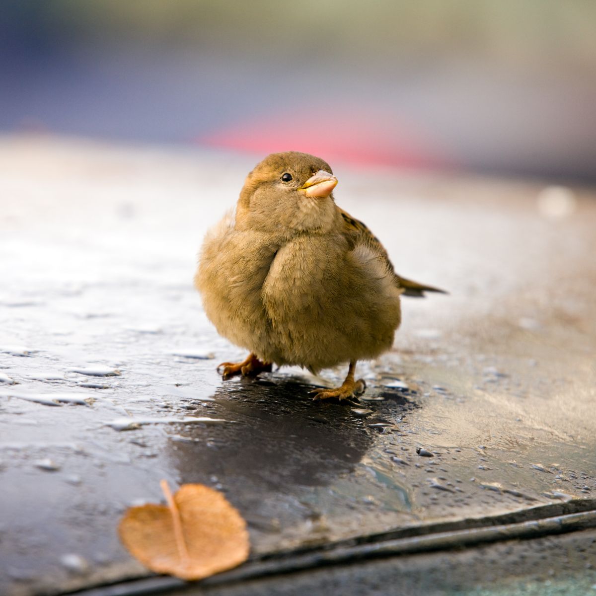 What Does It Mean When A Bird Lands On Your Car Spiritual Meaning