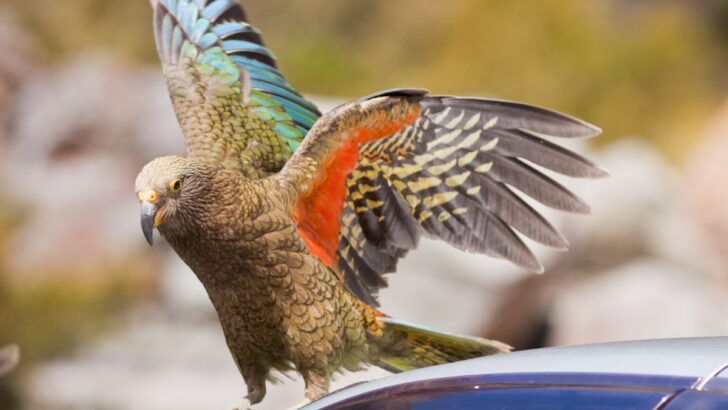 What Does It Mean When A Bird Lands On Your Car Spiritual Meaning