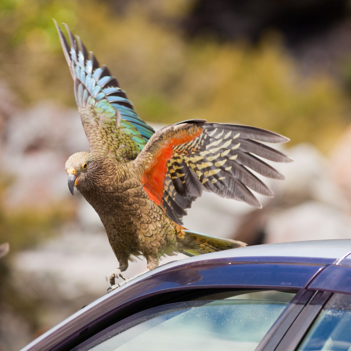 What Does It Mean When A Bird Lands On Your Car Spiritual Meaning