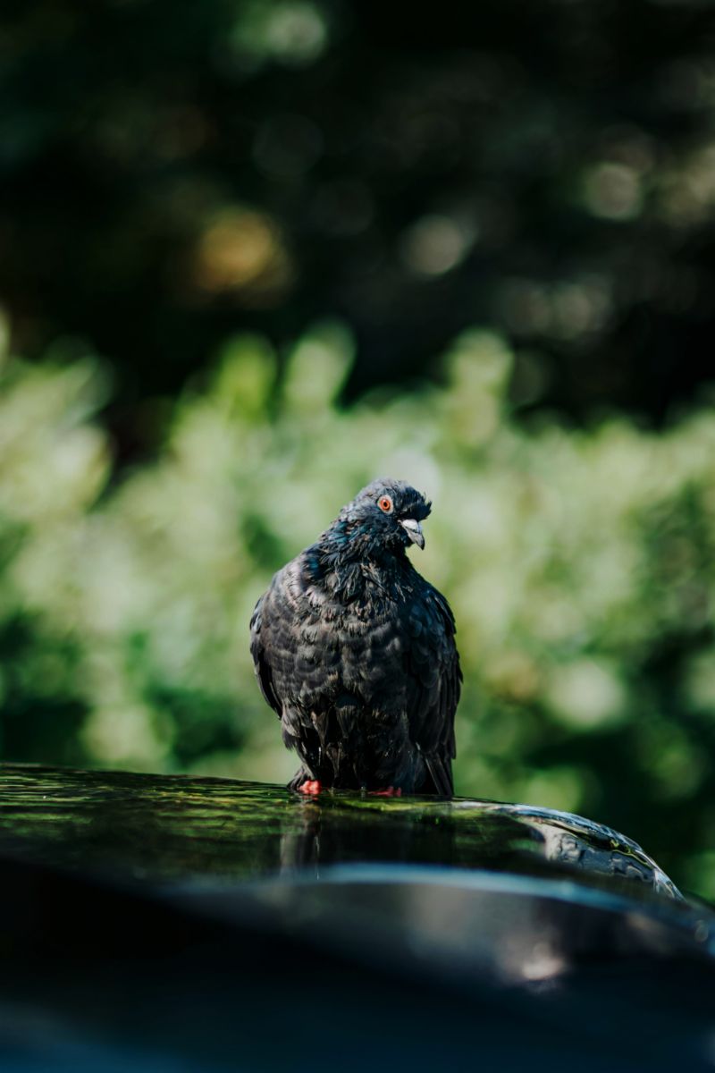 What Does It Mean When A Bird Lands On Your Car Spiritual Meaning