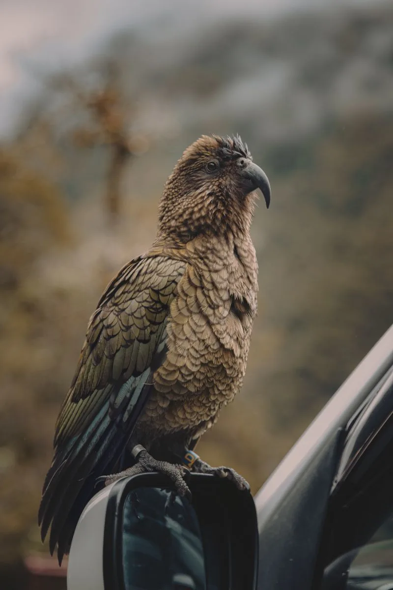 What Does It Mean When A Bird Lands On Your Car Spiritual Meaning