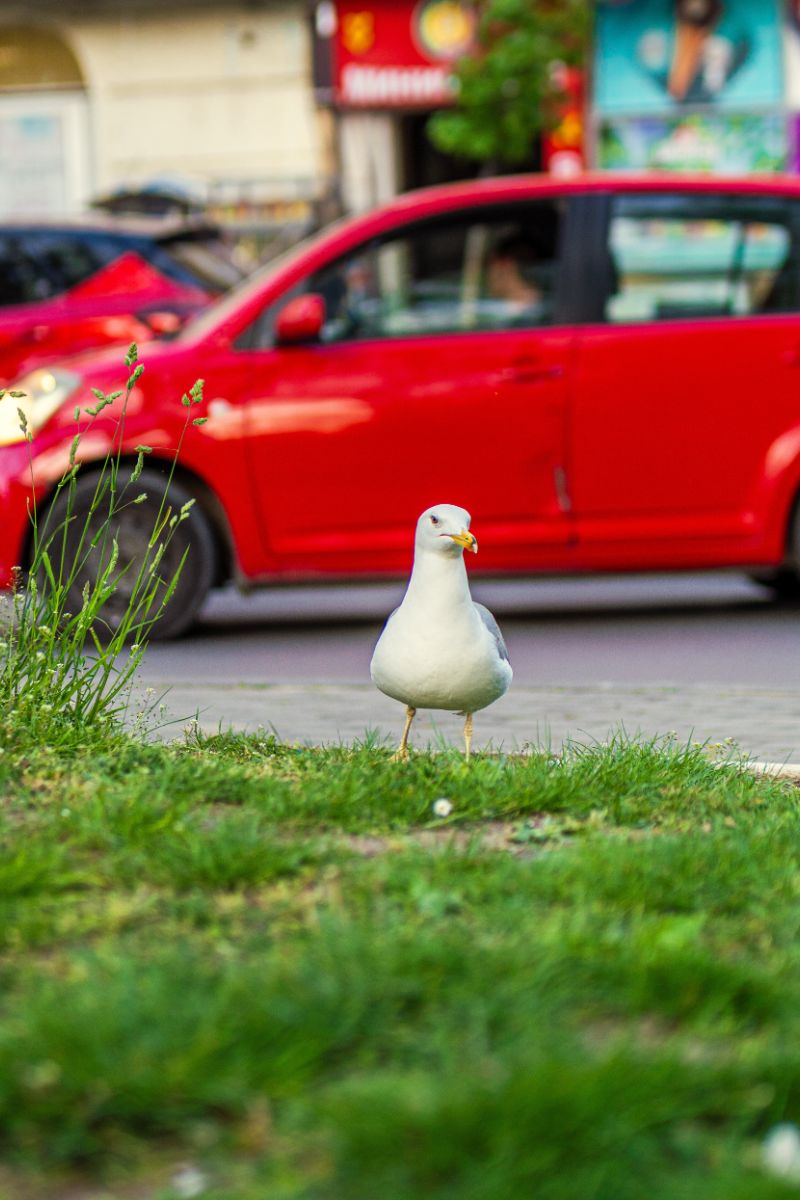 What Does It Mean When A Bird Lands On Your Car Spiritual Meaning