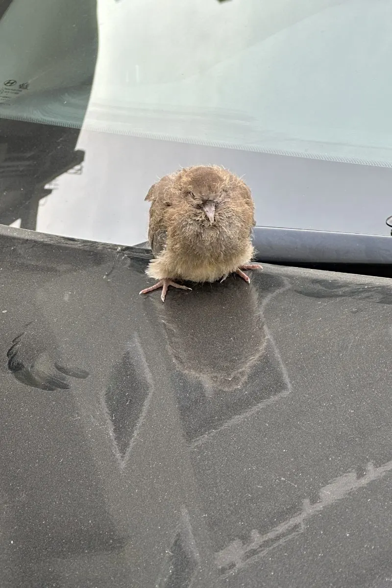 What Does It Mean When A Bird Lands On Your Car Spiritual Meaning