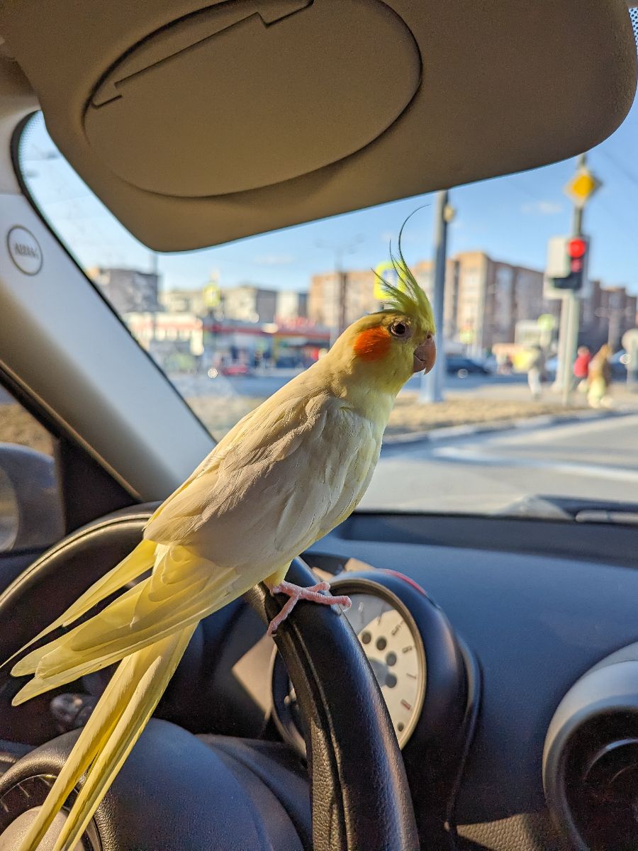 What Does It Mean When A Bird Lands On Your Car Spiritual Meaning
