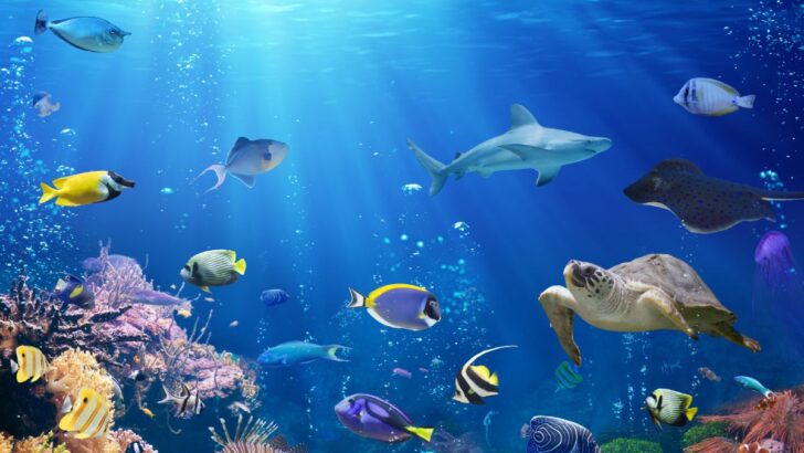 What Is The Spiritual Meaning Of Fish In A Dream