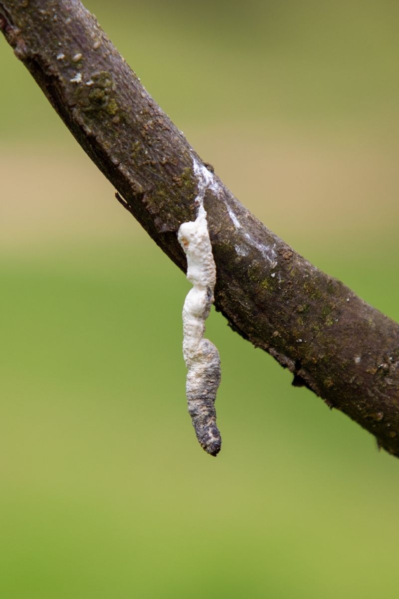 Bird Poop On You Spiritual Meaning