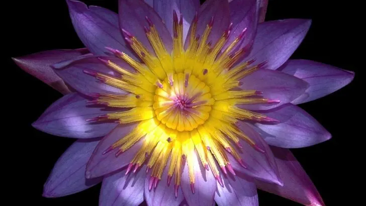 Blue Lotus Spiritual Benefits