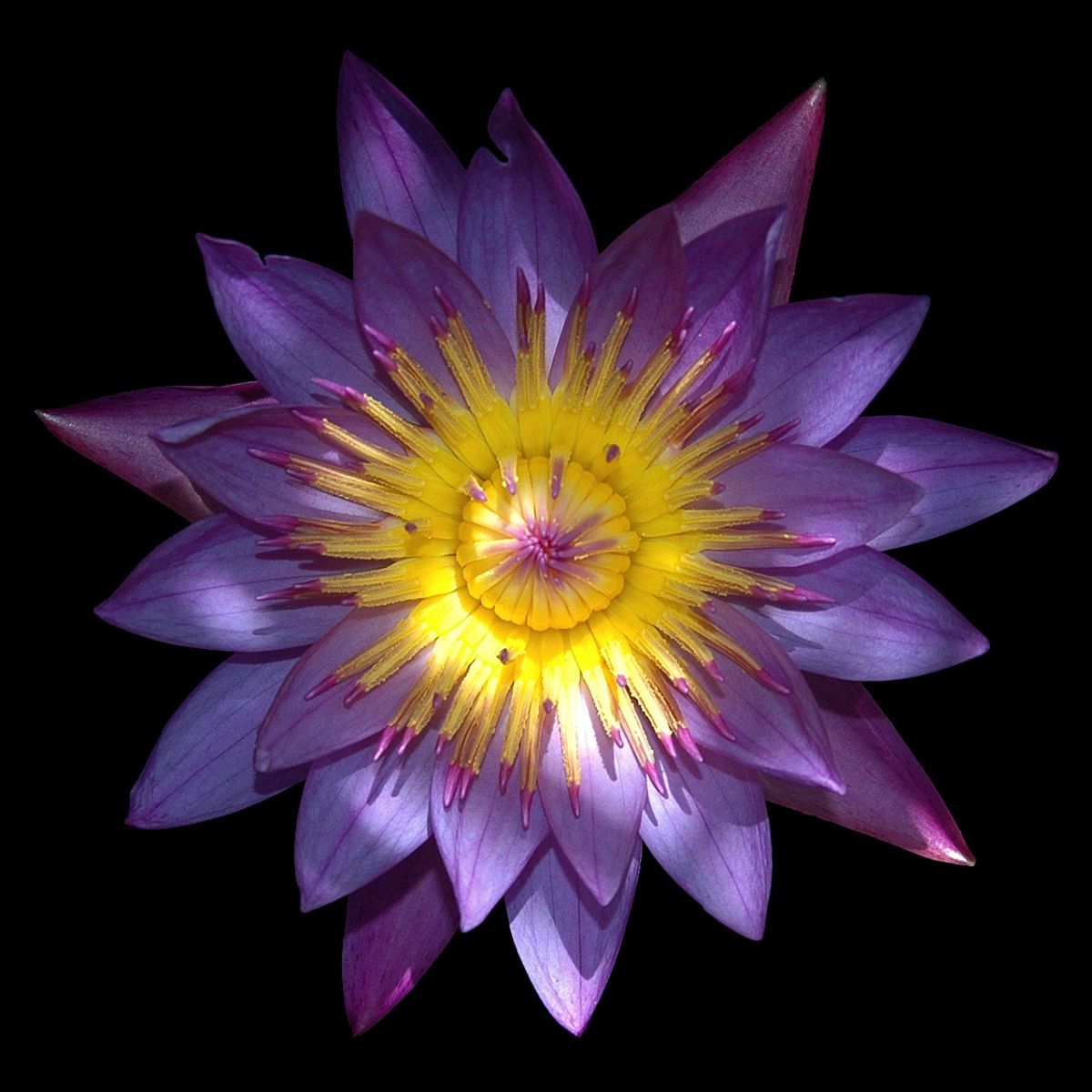 Blue Lotus Spiritual Benefits