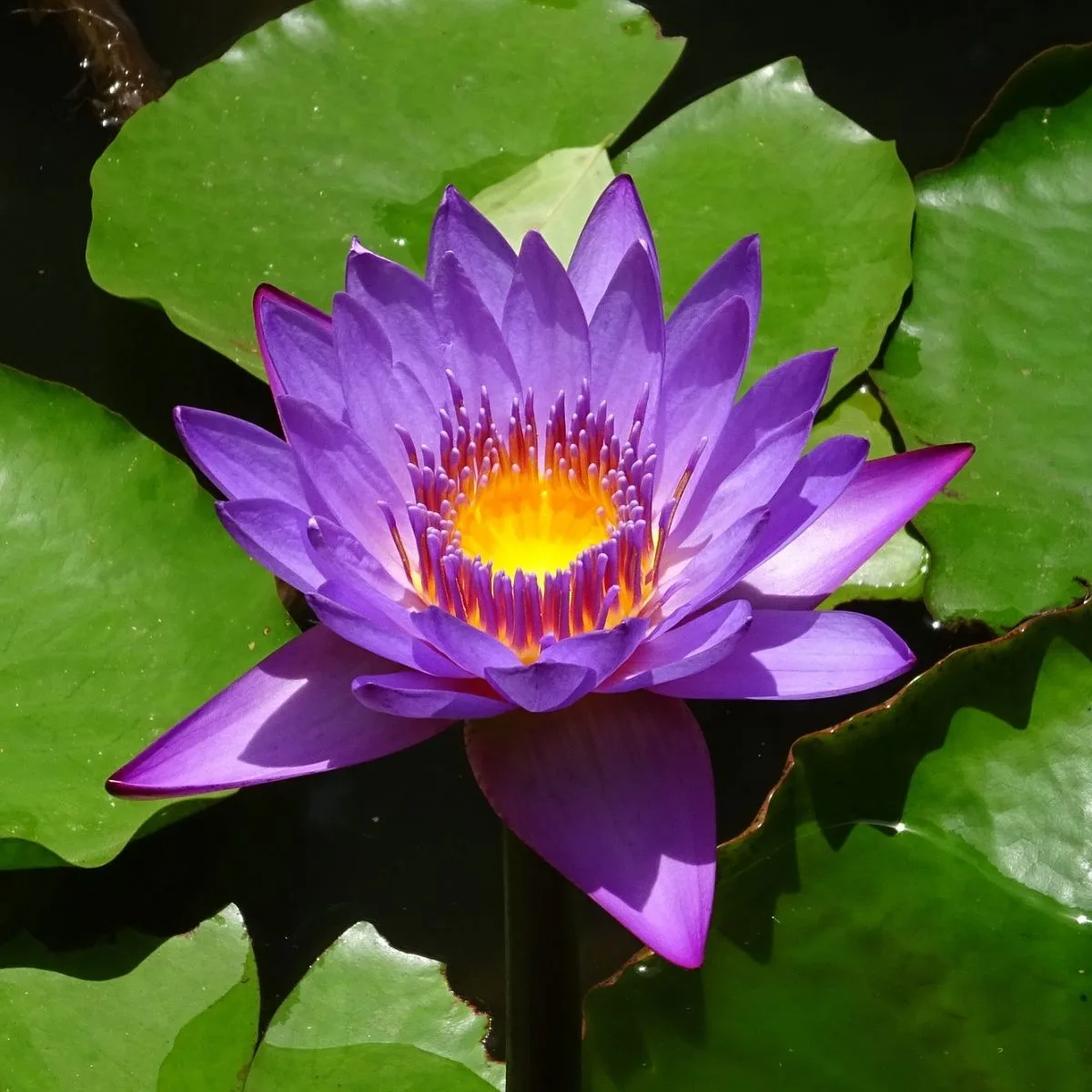 Blue Lotus Spiritual Benefits