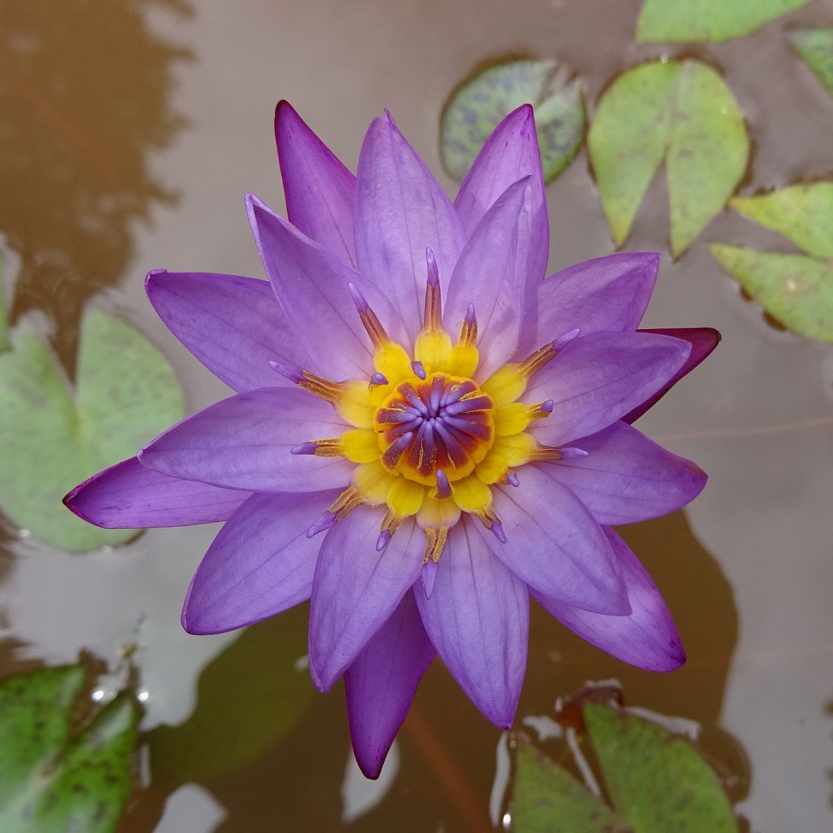 Blue Lotus Spiritual Benefits