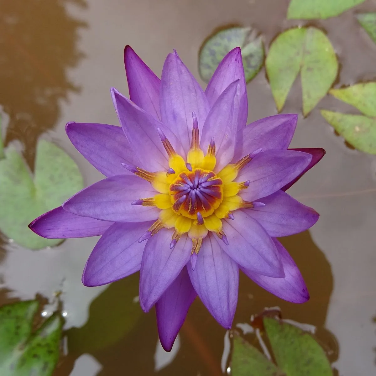 Blue Lotus Spiritual Benefits Insight state