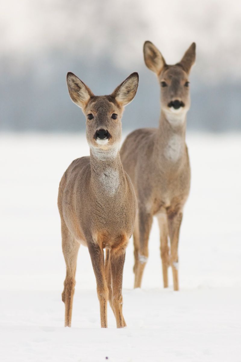 Deer Spiritual Meaning