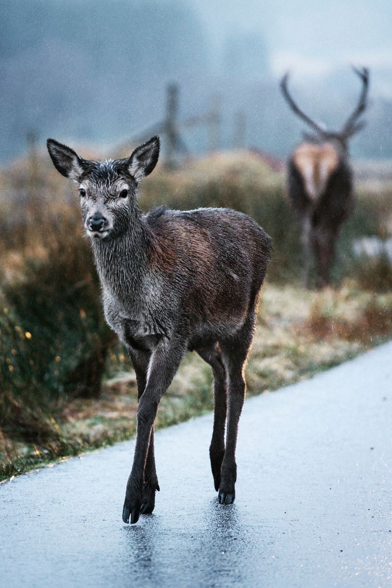 Deer Spiritual Meaning