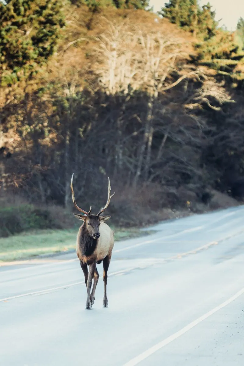 Deer Spiritual Meaning