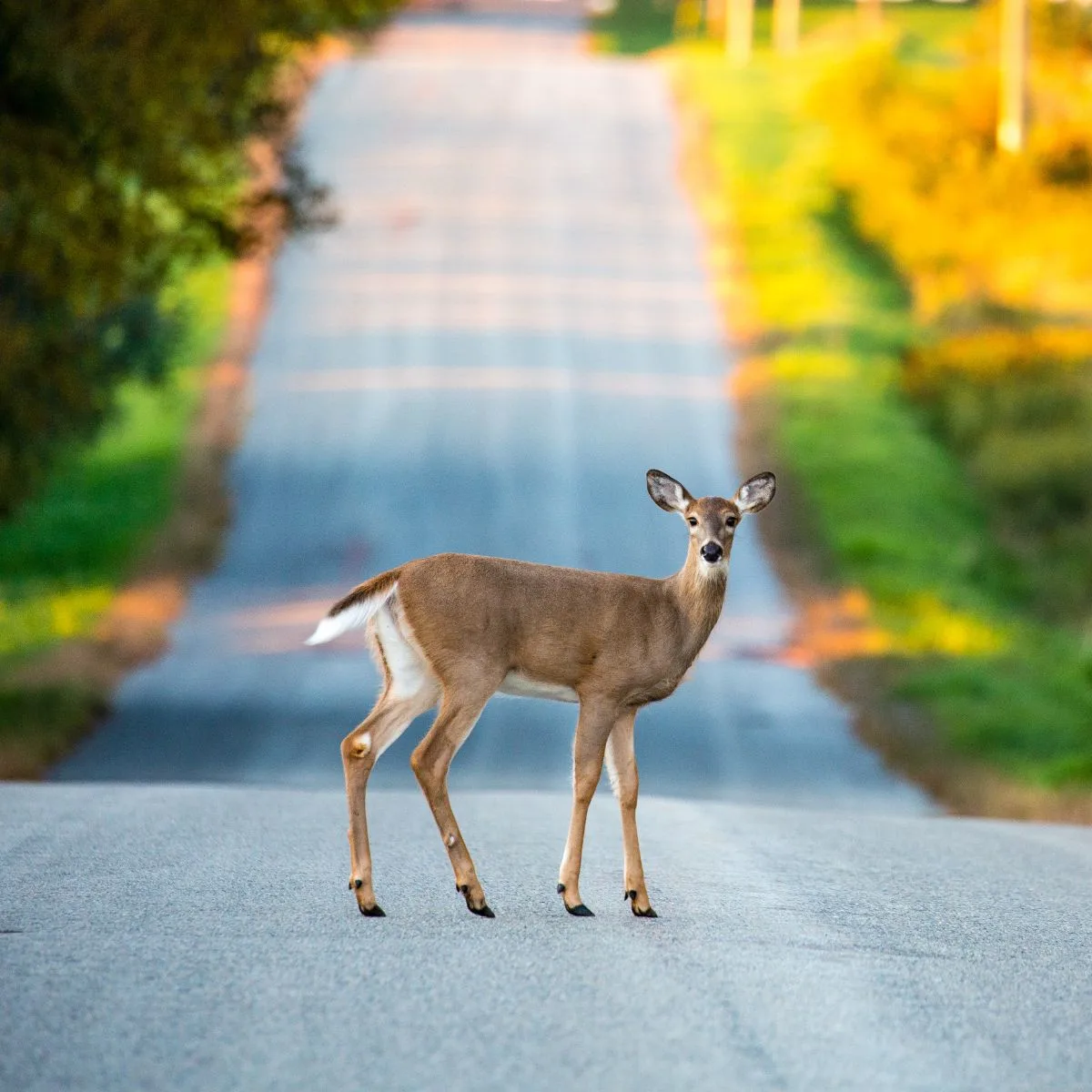 Deer Spiritual Meaning