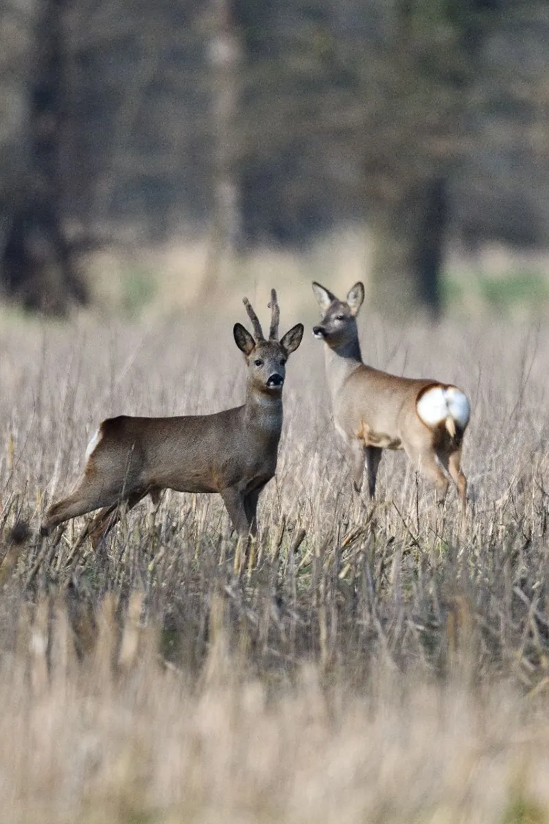 Deer Spiritual Meaning