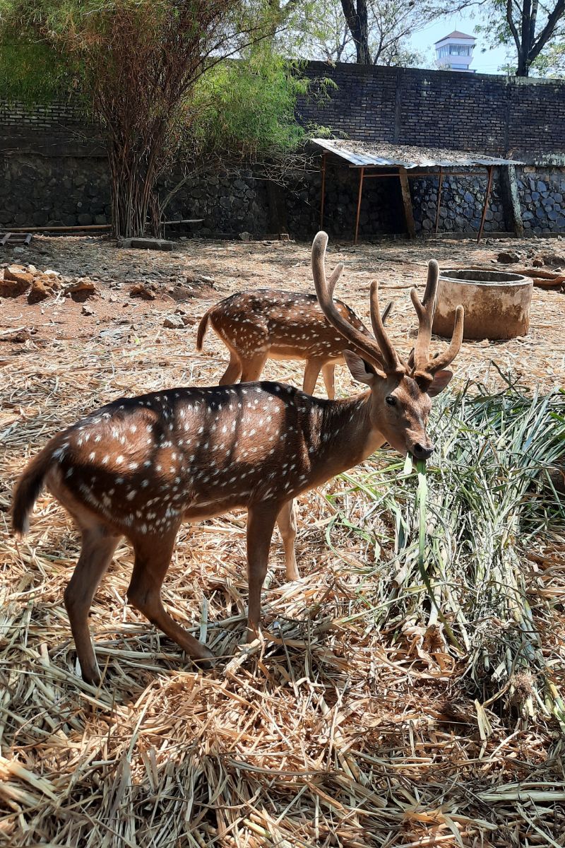 Spiritual Meaning Of A Deer In Your Path