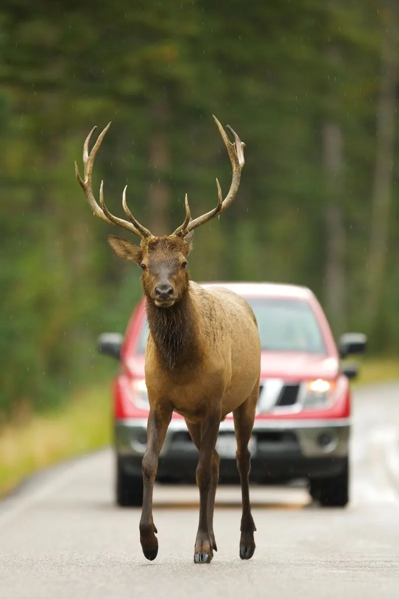 Spiritual Meaning Of A Deer In Your Path