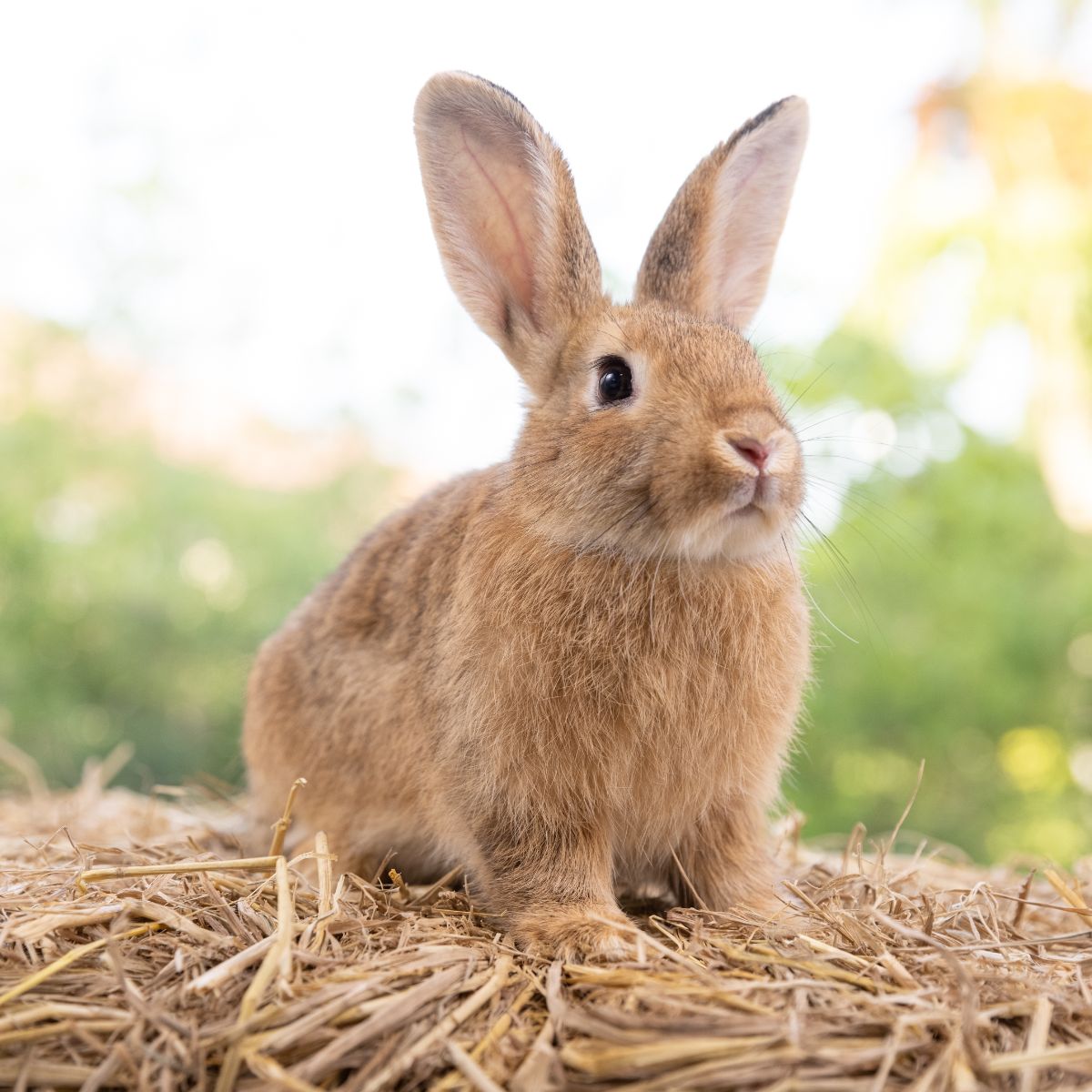 Spiritual Meaning Of Rabbit Crossing Your Path