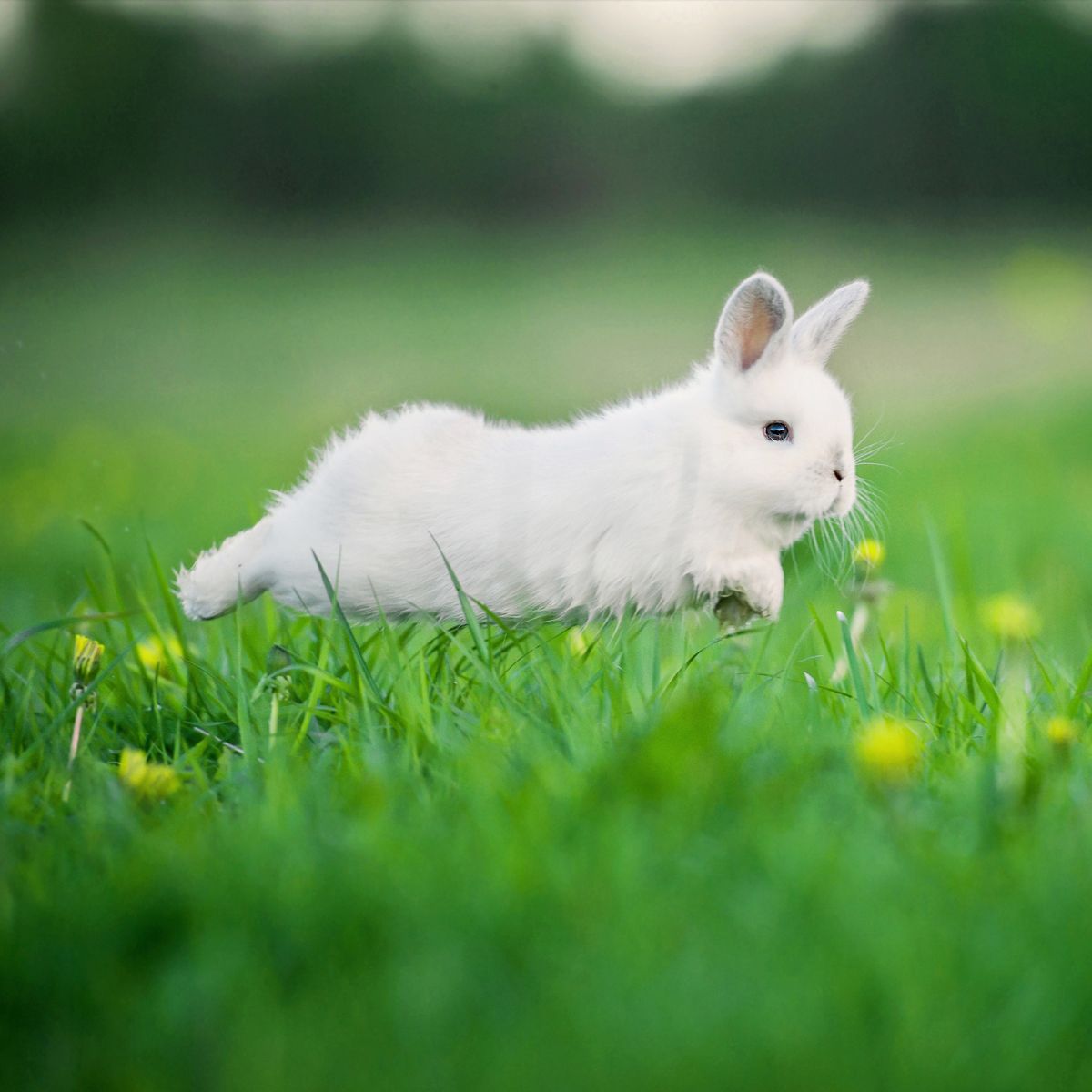 Spiritual Meaning Of Rabbit Crossing Your Path