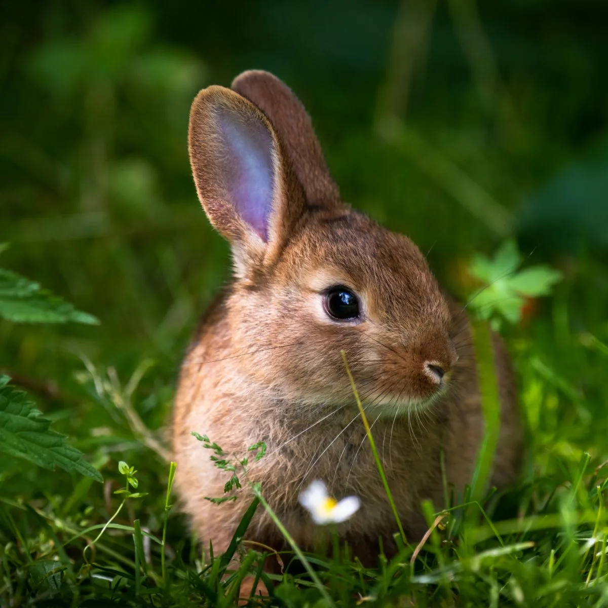 Spiritual Meaning Of Rabbit Crossing Your Path