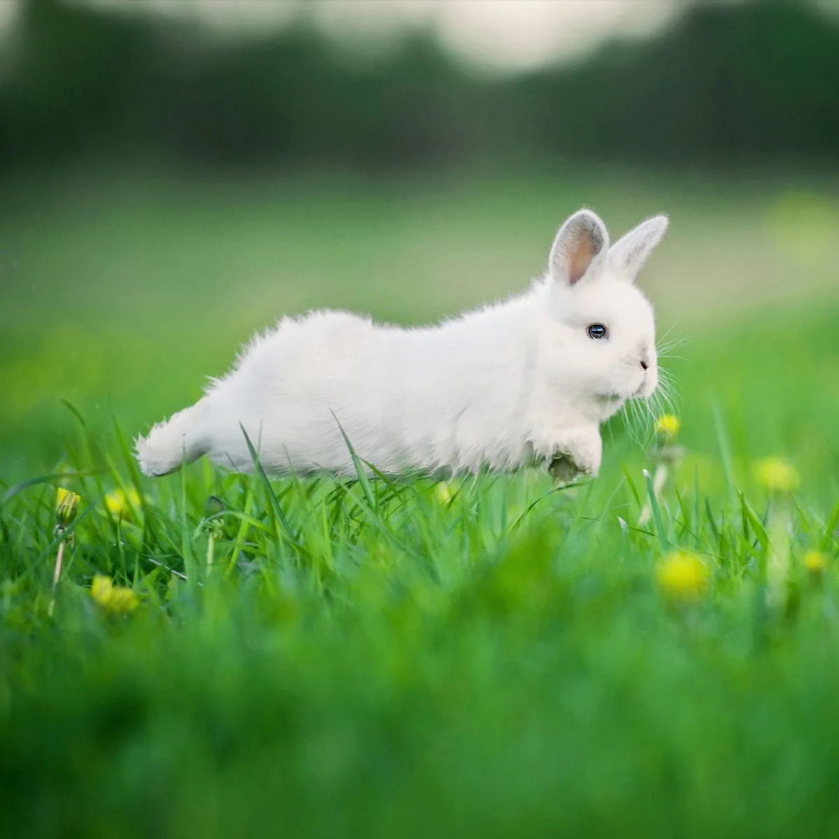 Rabbit Spiritual Meaning