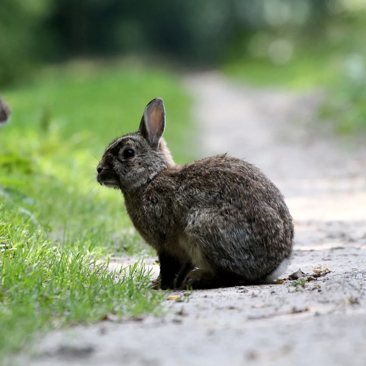 Rabbit Spiritual Meaning