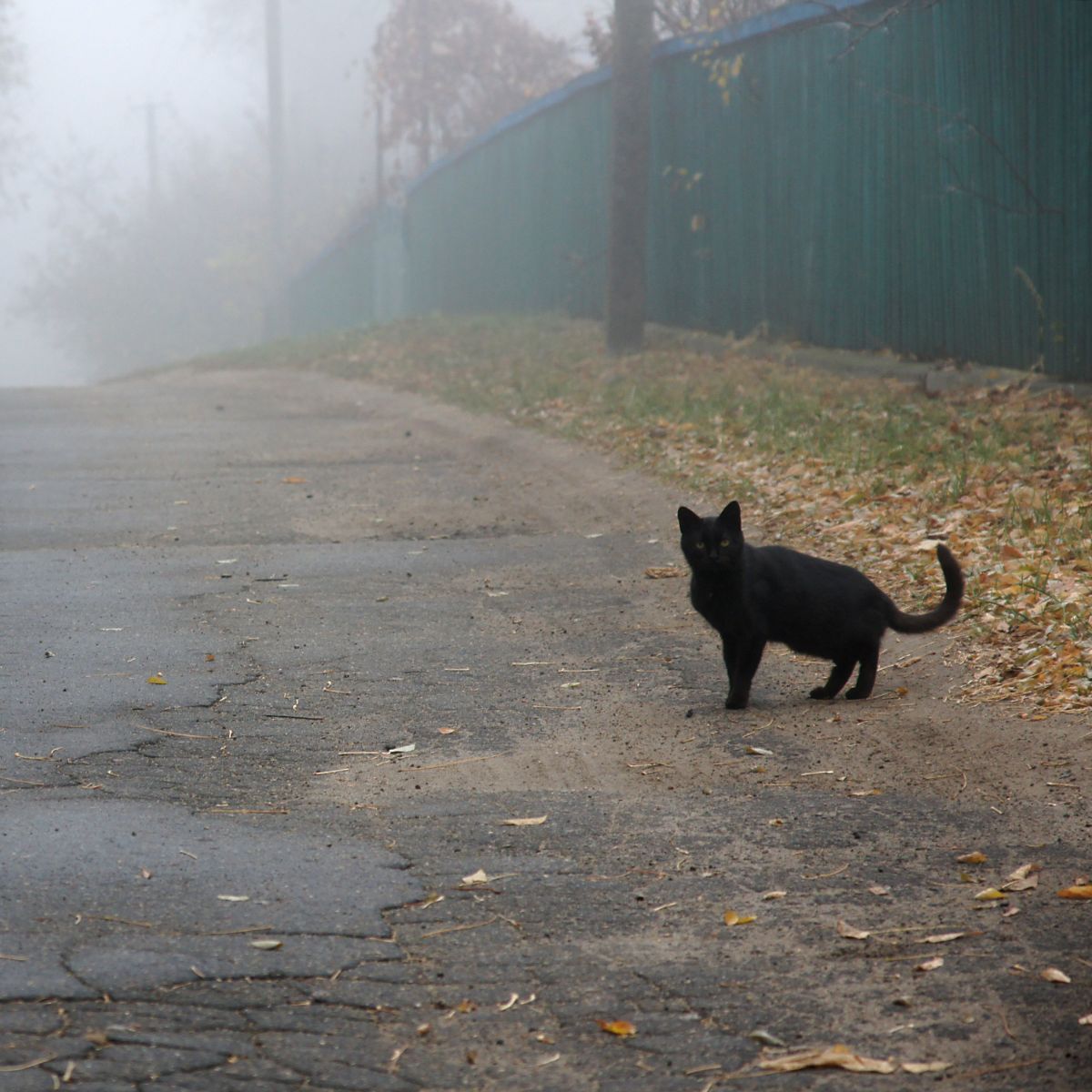 Black Cat Spiritual Meaning