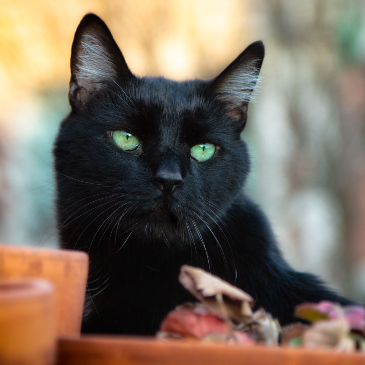 Black Cat Spiritual Meaning