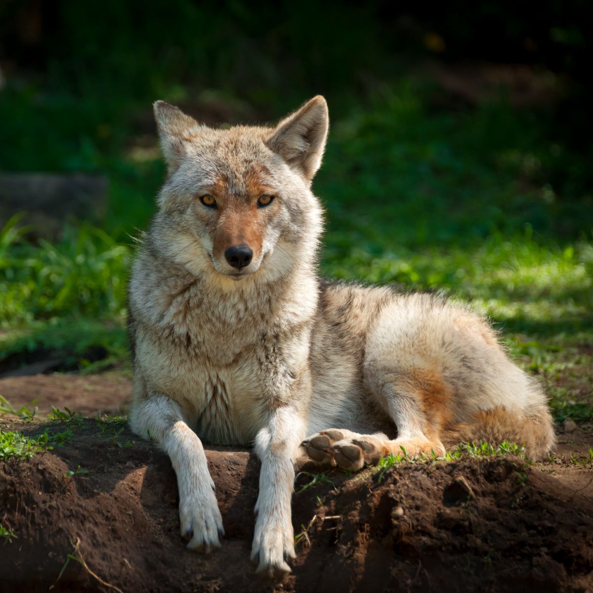 Coyote Spiritual Meaning