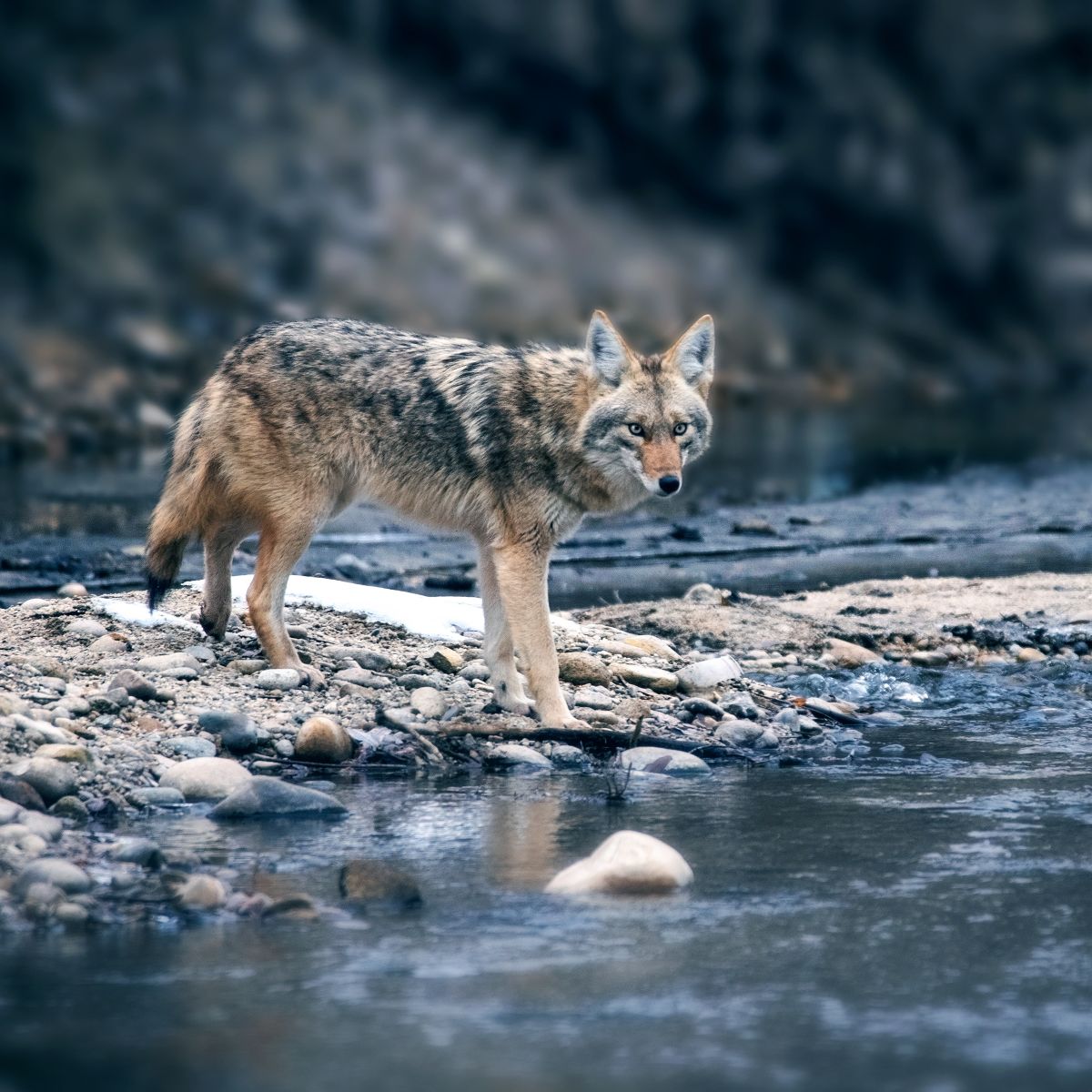 Coyote Spiritual Meaning