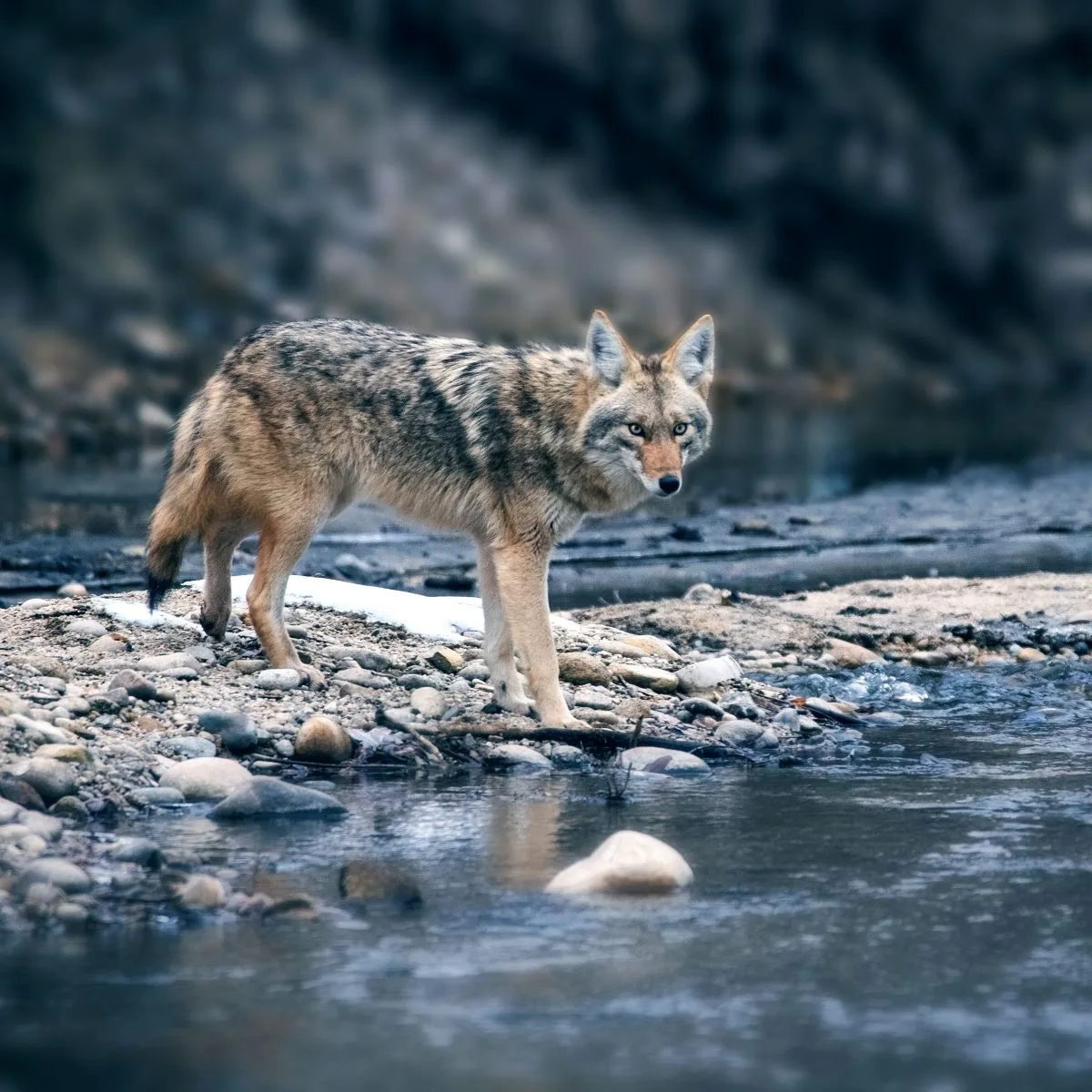 Coyote Spiritual Meaning