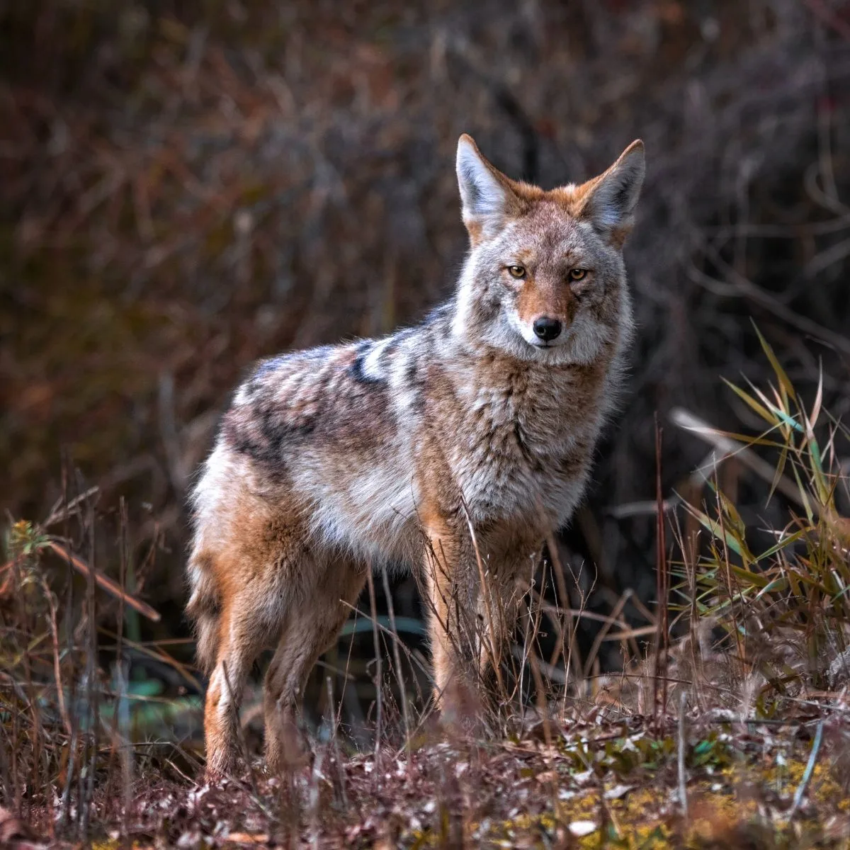 Coyote Spiritual Meaning