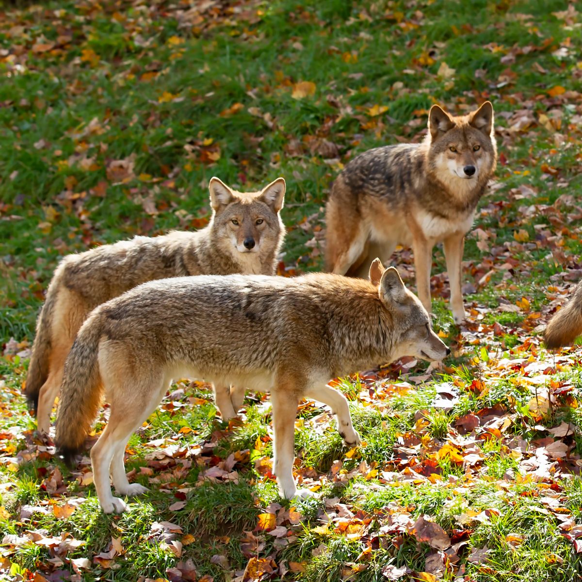 Coyote Spiritual Meaning