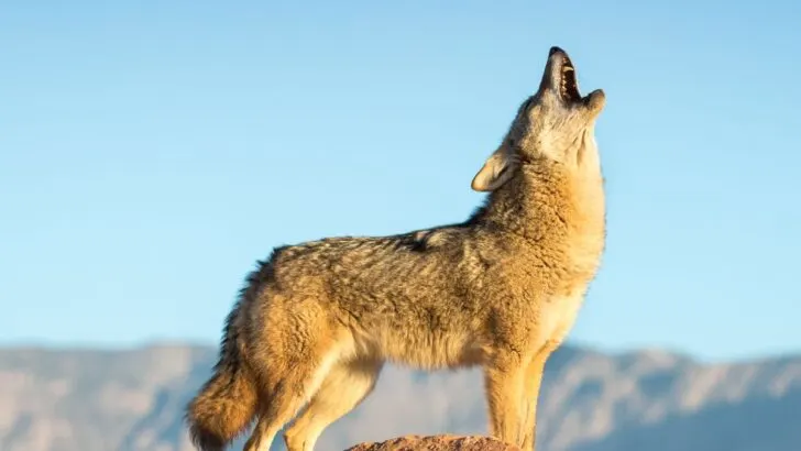 Coyote Spiritual Meaning