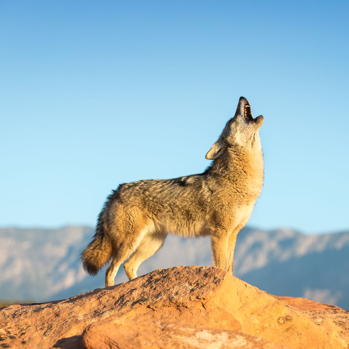 Coyote Spiritual Meaning