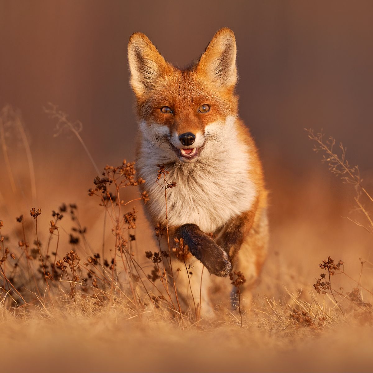 Fox Spiritual Meaning 