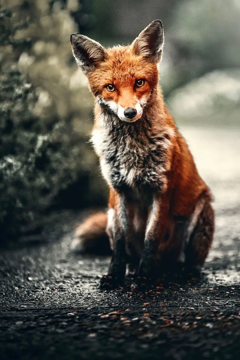 Fox Spiritual Meaning 