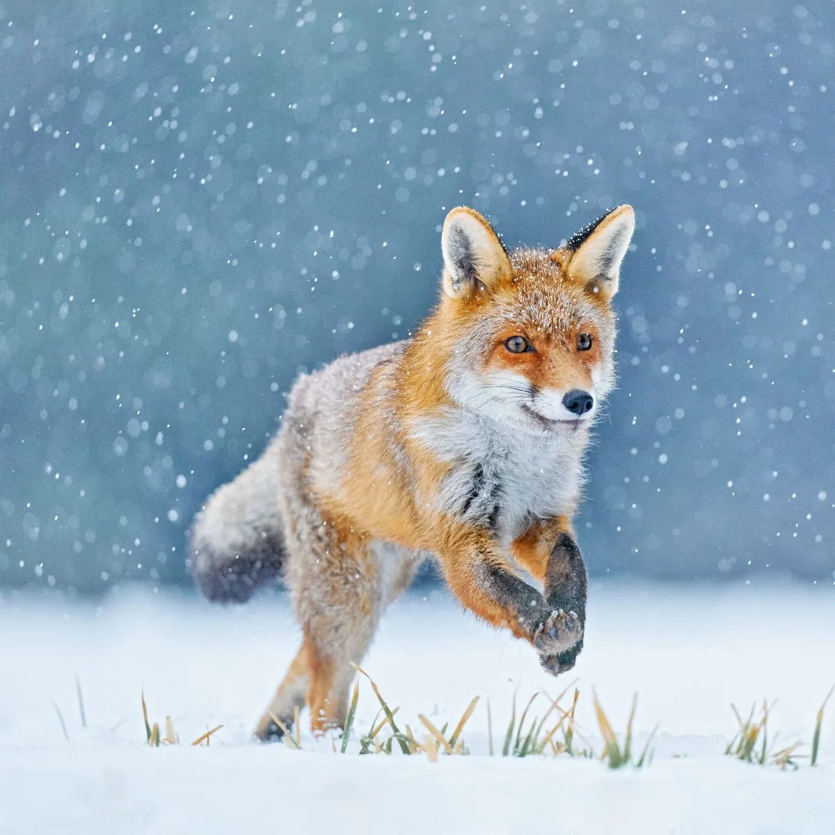 Fox Spiritual Meaning 