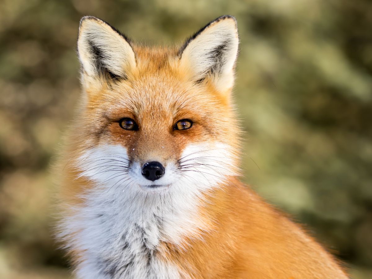 Fox Spiritual Meaning